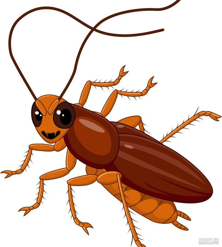 سوسک فاضلاب